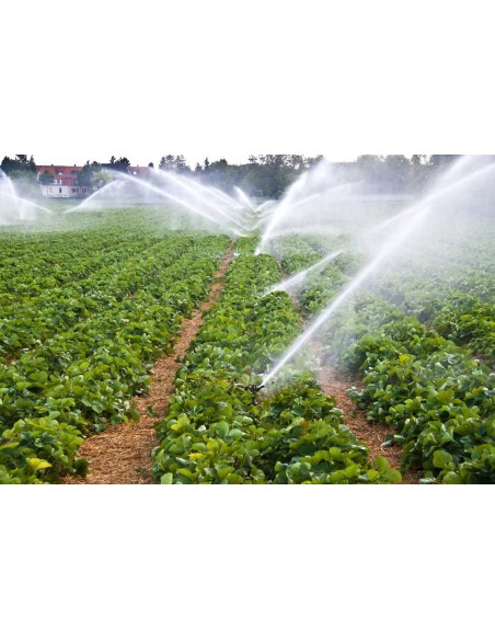 Przykładowe zastosowanie zraszacza polowego 423 z dyszą nr 3.5 (niebieską) - zraszacz młoteczkowy młoteczkowy