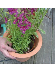 Mikro-linia kroplująca 6 mm rozstaw co 30 cm Rain Bird do nawadniania donic, skrzyni z warzywami oraz ziołami 2